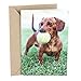 Hallmark Shoebox Funny Birthday Greeting Card for Him (Dachshund)