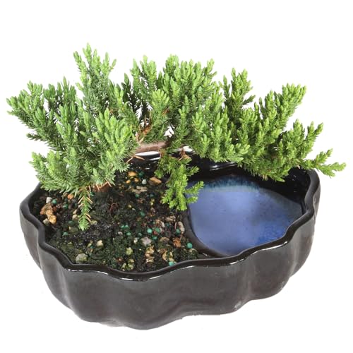 Juniper Live Bonsai Tree