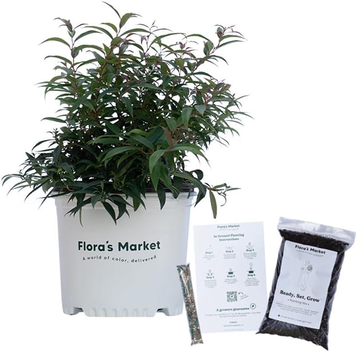 Burning Love Fetterbush - 3 Gallon - Includes Planting Kit