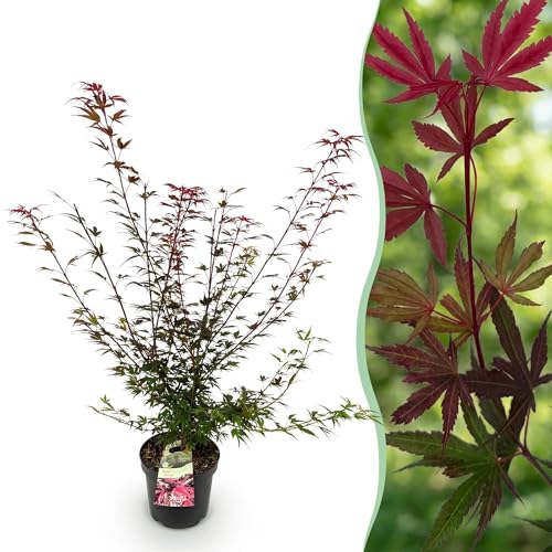 Green boutiQ - Plante de jardin - Acer palmatum Shaina - Érable japonais - Décidu - Rouge - 1 - Pot 26cm - Hauteur 90cm