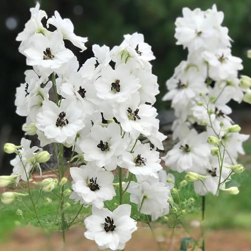 Semillas resistentes de la delphinium de perennes resistentes de delphinium de jardín, interior decorativas, 300pcs