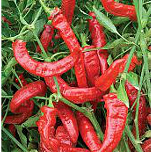Jimmy Nardello Sweet Peppers Seeds (25 Seed Packet)(Non GMO Organic Vegetable Fruit Garden Seeds) Non-Hybrid, by Home Decorium