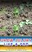 Grow Celery Like a Pro: The Major Steps Involved in the Procedure of Growing Celery