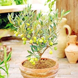 Bloom Green Co. 10 STKS Zeldzame Olijf Bonsai (Olea europaea) Accessoires voor Bonsai Fresco esotico Albero Bonsai Mini Ulivo Olijf Bonsai Tuin