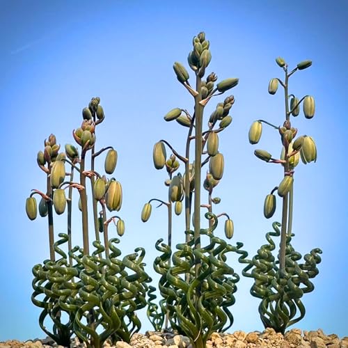 Albuca Succulent Plant Live, Curly Grass, Albuca Plant, Rare Succulent