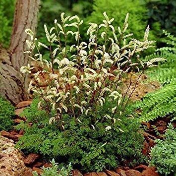 Pacchetto semi: Semi Aruncus Capre Beard (Aethusifolius dioicus) 400 + Semi