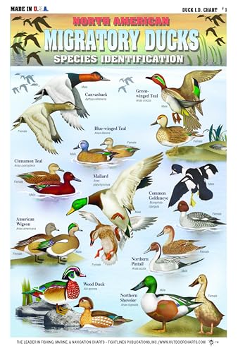 Image of Duck Identification #1 (North American Migratory Ducks) - Waterproof Quick Reference Guide | Portable & Built to Last | Double-Sided & Easy to Read | Includes Size, Location, and Color Patterning