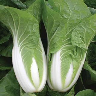Chinese Cabbage 'Natsuki' Seeds Hardy Annual Vegetable Garden Plants Easy to Grow Your Own 1 Packet of 30 Seeds by Thompson and Morgan