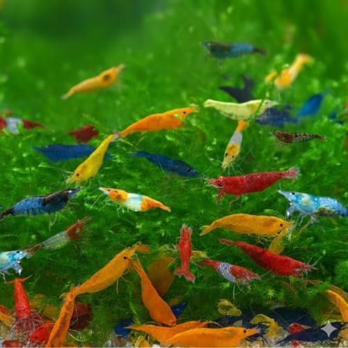 Image of Swimming Creatures 40 Mixed Color Neocaridina Shrimp - Choose Mixed or Premium Grade - Live Freshwater Aquarium Shrimp