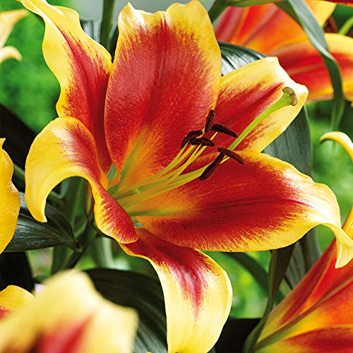 Debby Orienpet Lily