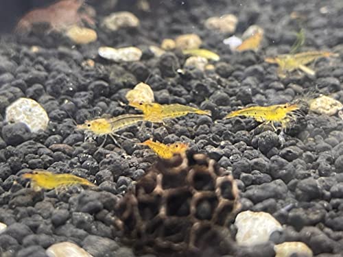Tangerine Tiger Shrimp Live Freshwater Shrimp Aquarium Caridina Inverts Planted Tanks (10 Shrimps...