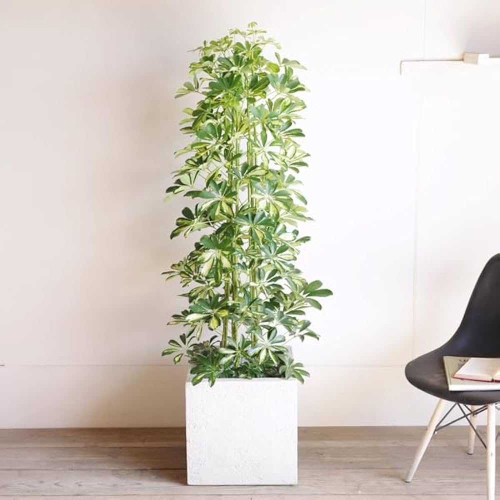 【B級品/大型観葉植物】シャープな葉姿が可愛い♪シェフレラ（カポック）10号鉢 B級品/大型観葉植物】シャープな葉姿が可愛い♪シェフレラ