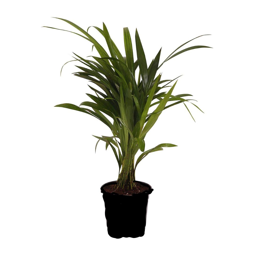 MorningVale Areca Palm tree live plant best indoor air purifying plant include pot