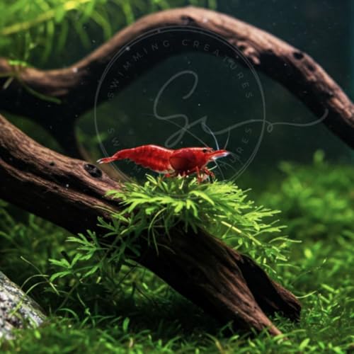 Image of Swimming Creatures Freshwater Aquarium Shrimp - A Perfect Combo to Brighten Your Aquarium! (20 RED Cherry + 1 Mystery Snail)