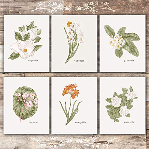 Vintage Botanical Wall Art Prints (Set of 6) - Unframed - 8x10s |