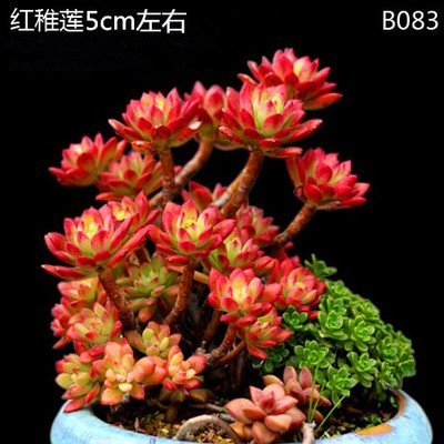 SECCULELE Seeds ECHEVERIA PROLIFICE Flows in Bonsai VASE Plant LITHOPS Pseudotruncatella Succulents