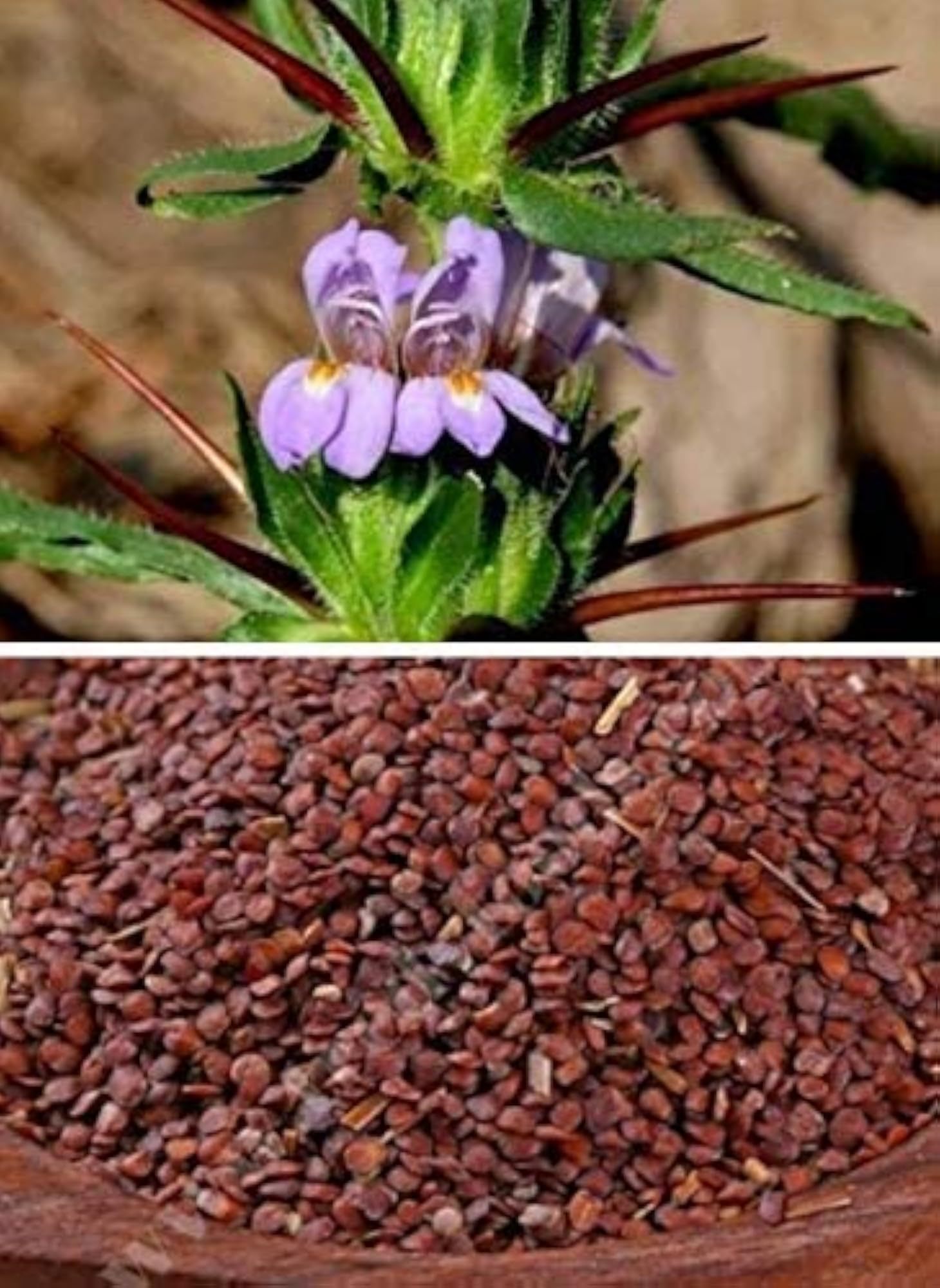Saara HERBAL FRESH Neermulli Vidhai, 1000g