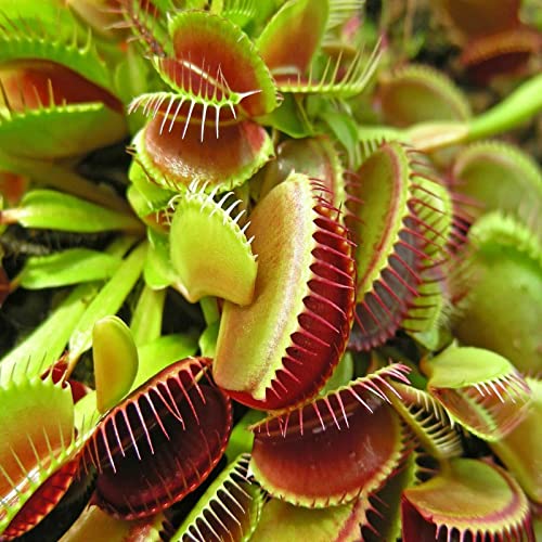 Aquatic Foods Inc. Bloodworms, Grade A Freeze Dried Bloodworms For All Tropical Fish thumb #4