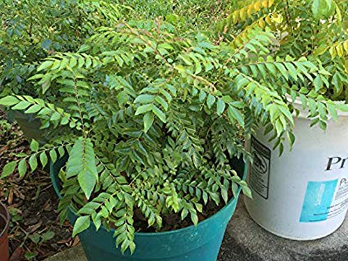 Rare  Curry Leaf  Plant Murraya koenigii Curry Tree Plant (1 Live Plant) (B0C4JZTW7M) Amazon Price History, Amazon Price Tracker