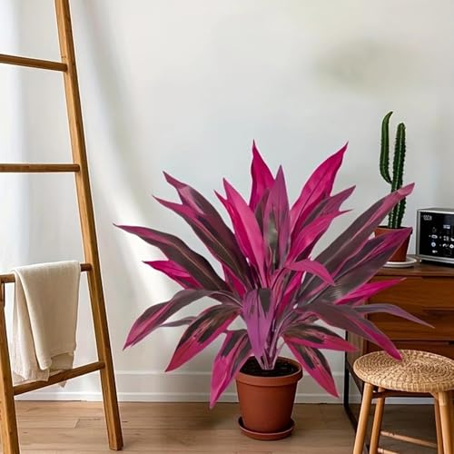 Plante Dracaena pour cour intérieure : finis les arrosages difficiles