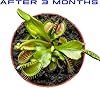 Fresh Green Venus Flytrap - Bizarre Live Plants - Mars Venus Flytraps #2