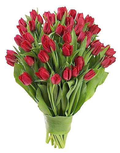 Image of KaBloom-50 Red Tulip Bouquet,Flowers for Valentine, Mother's Day