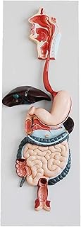 Study Model Anatomical Human Digestive System Model - Abdominal Model Digestive System Model Oral Cavity Esophagus Stomach Gut Hepatobiliary Sac Cecal Teaching Medicine Model SaiFei