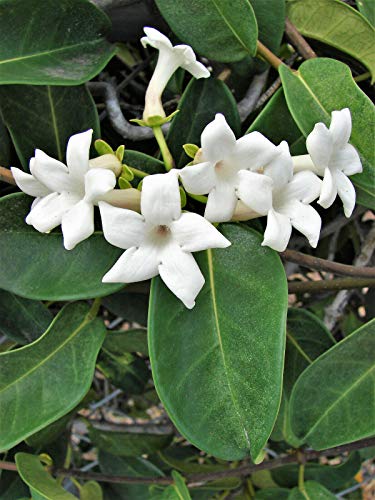 100+ Jasmine Jasminum Seeds Shrubs Vines Plants Rare Beautiful Vine Home Garden #TOP1