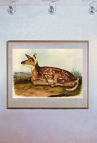 John James Audubon"White-Tailed Deer" Art Print