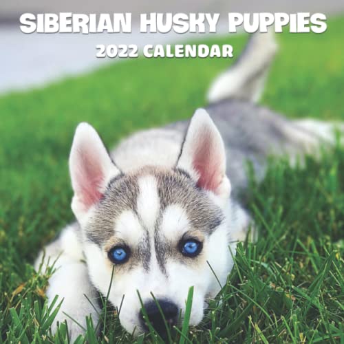 Siberian Husky Puppies Calendar 2022: 
