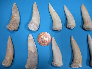 化石　ナンマンゾウ　歯の化石？agc 化石 ナンマンゾウ 歯の化石？agc様専用 希少！ゾウ歯の 化石と