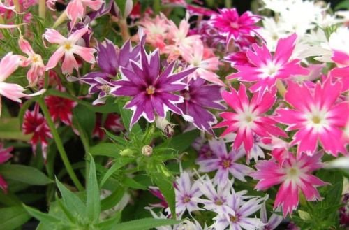 Seeds 50 Seeds - Phlox Phlox Semi Twinkles mix di primavera Semi