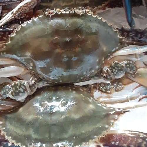 北海道渡島産 ワタリガニ メス 内子入り １㎏のサムネイル