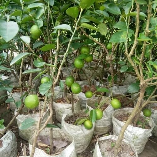 Image of Nimbu Kagzi Lemon Live Plant - All-Time Fruiting Grafted Variety Healthy Lemon Fruit Plant for Home Garden, Terrace & Balcony | High Yield Citrus Plant 1 Live Plant Without Pot