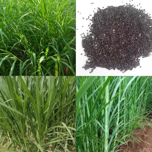 Image of American 5g napier grass seeds || Grass super nepier cow goat buffalo smart napier grass seeds 500 seed