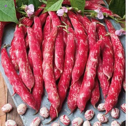 Tongue of Fire Bean Seeds
