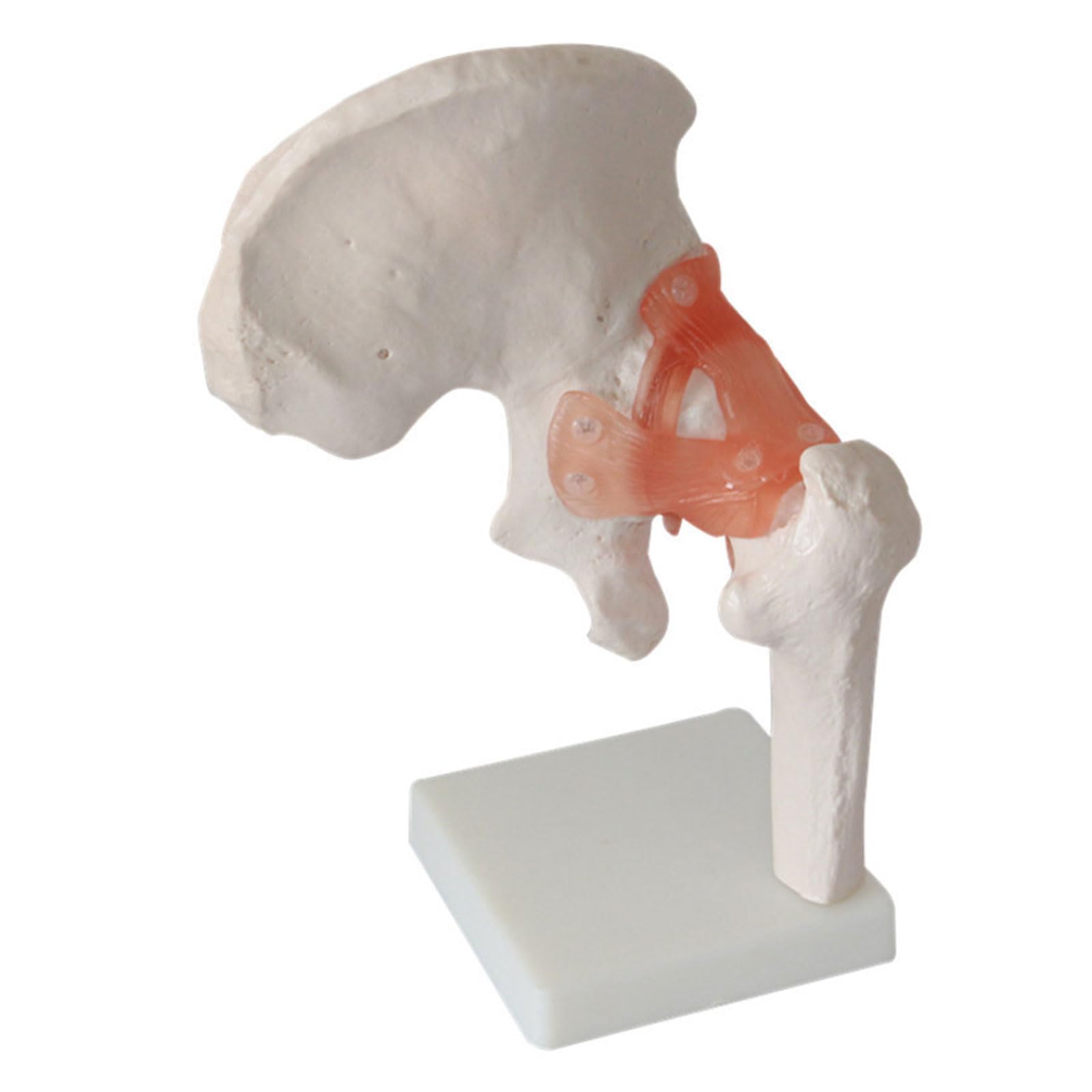 GTHTUHFD Classroom Study Life Size Human Hip Joint Ligament Hip Bone Model Adult Hip Anatomy Model Medical For Teaching Supplies Humans Skeleton