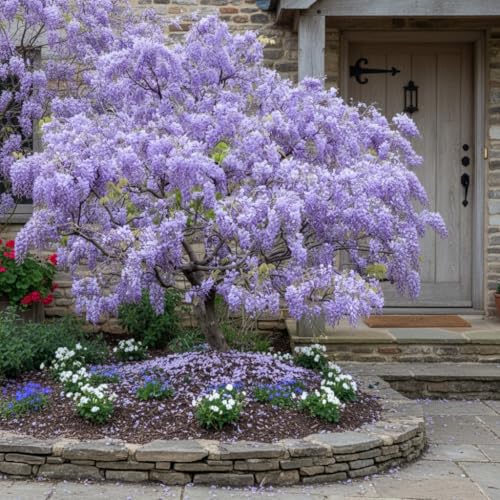 10pcs Japanese Wisteria Floribunda Flower Seeds - Lavender Purple Ornamental Vine Climber