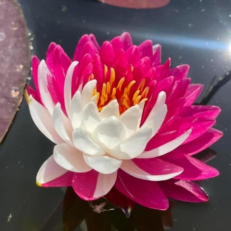 Chalily Jakkaphong Water Lily