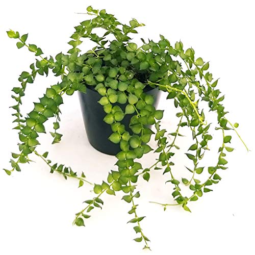 DISCHIDIA RUSCIFOLIA, planta real Cover