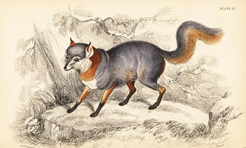 Impression d'affiches animal gris Urocyon pour salon nature et élégant