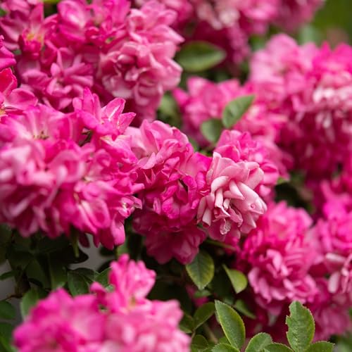 Perfect Plants Peggy Martin Climber Rose in 1 Gallon Pot | Climbing Flower Vine for Trellises & Arbors | Huge Pink Blooms | Light Fragrance | Low Maintenance | Repeat Blooming | Zones 4-10