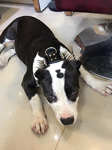 PET ARTIST 2" Wide Luxury Genuine Leather Spiked Studded Dog Collars for Medium & Large Dogs,Black,L,Neck for 19-22"