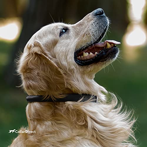 CollarDirect Rundes Leder Hundehalsband, weich gepolstert gerollt, handgefertigtes Echtleder Halsband für Hund Welpe Katze Klein Groß Schwarz Rosa Rot Lila Blau