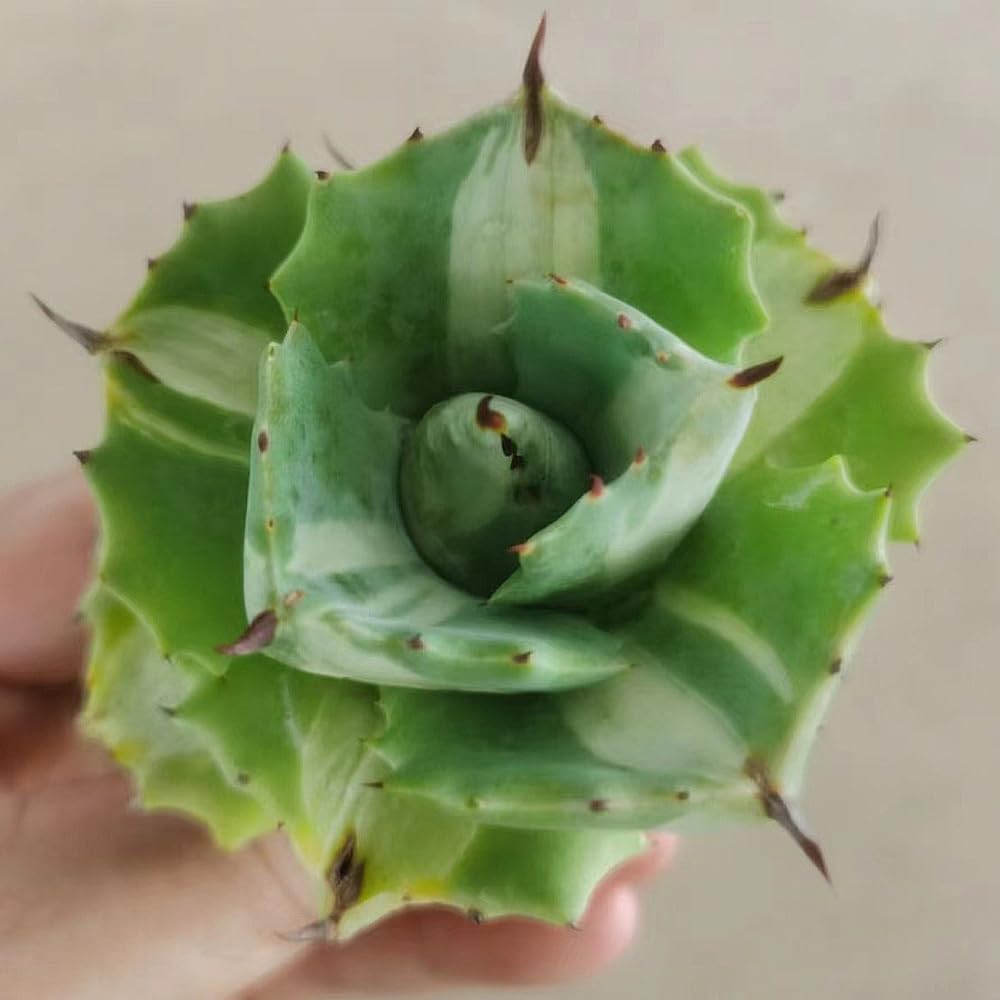 Amazon.co.jp: kokkaen: 多肉植物・サボテン