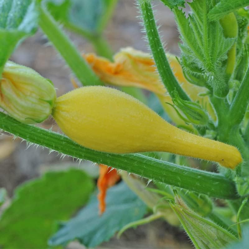Miniatura 3 de Squash Golden-Summer Crookneck (30 semillas)