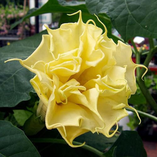 semi di FIORI 10 SEMI DI DATURA DOPPIA GIALLO\