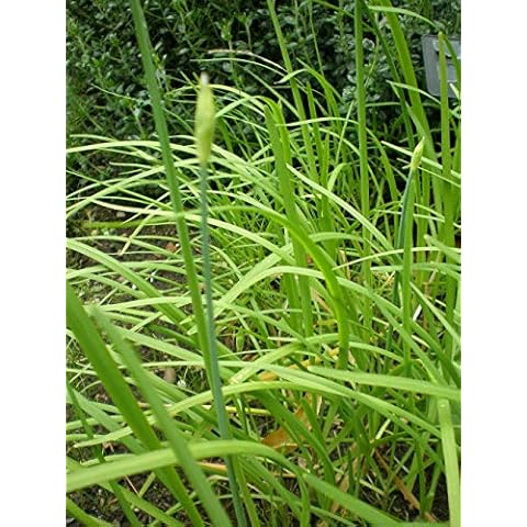 HERB GARLIC / CHINESE CHIVES 1500 FINEST SEEDS Cover