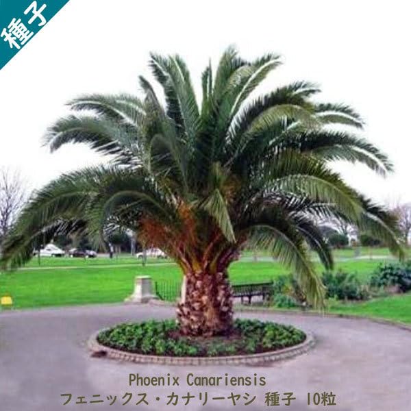 Amazon.co.jp: 観葉植物 種子 種 Phoenix Canariensis フェス