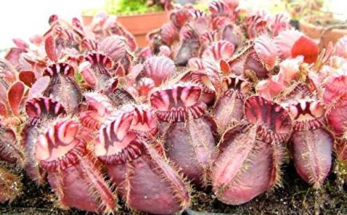Exotic Plants Cephalotus follicularis - Albany pitcher plant
